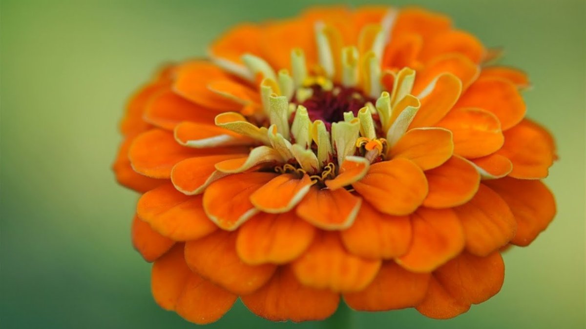 Цинния оранжевый Король (уд)