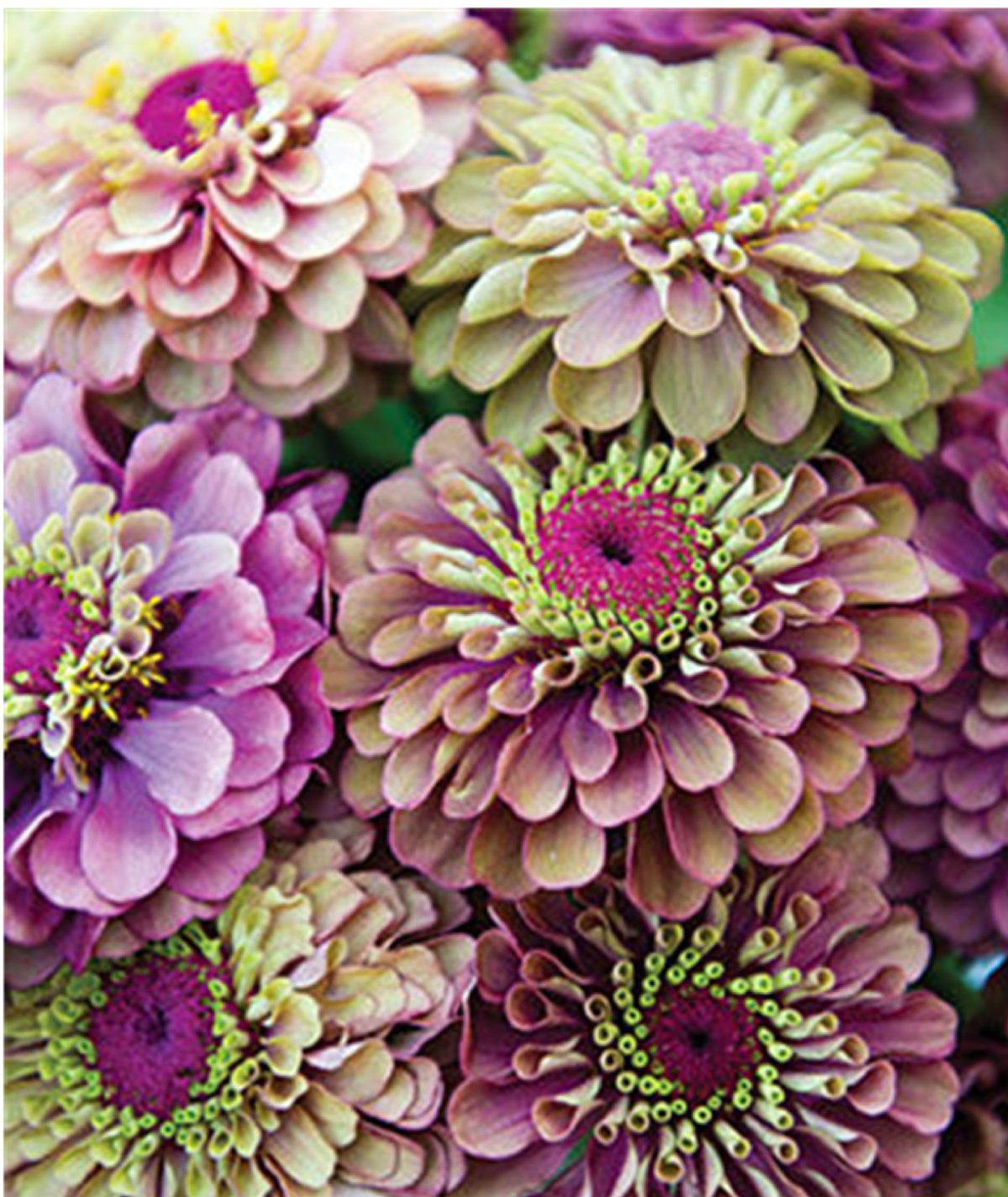 Циния Квин лайм