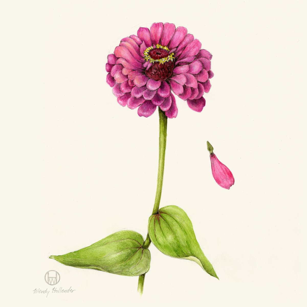 Цинния изящная Ботаническая иллюстрация