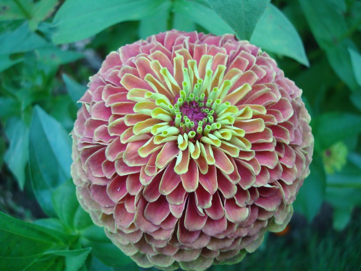 Цинния Квин лайм