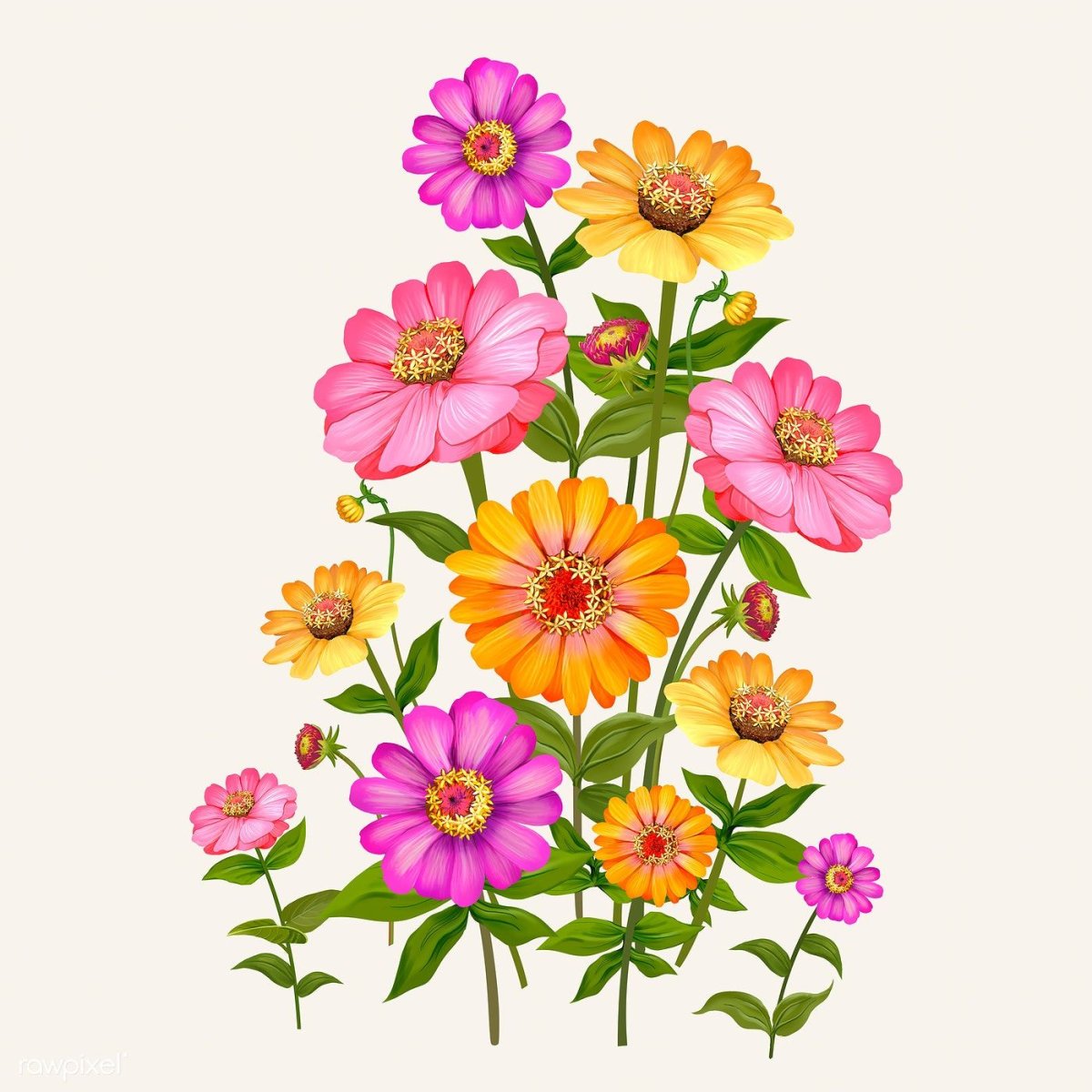 Циния вектор