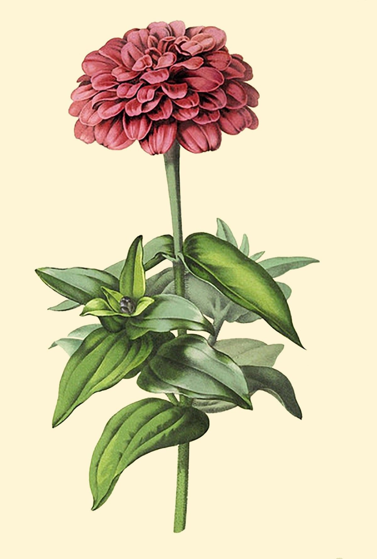 Циния изящная иллюстрация Ботаническая