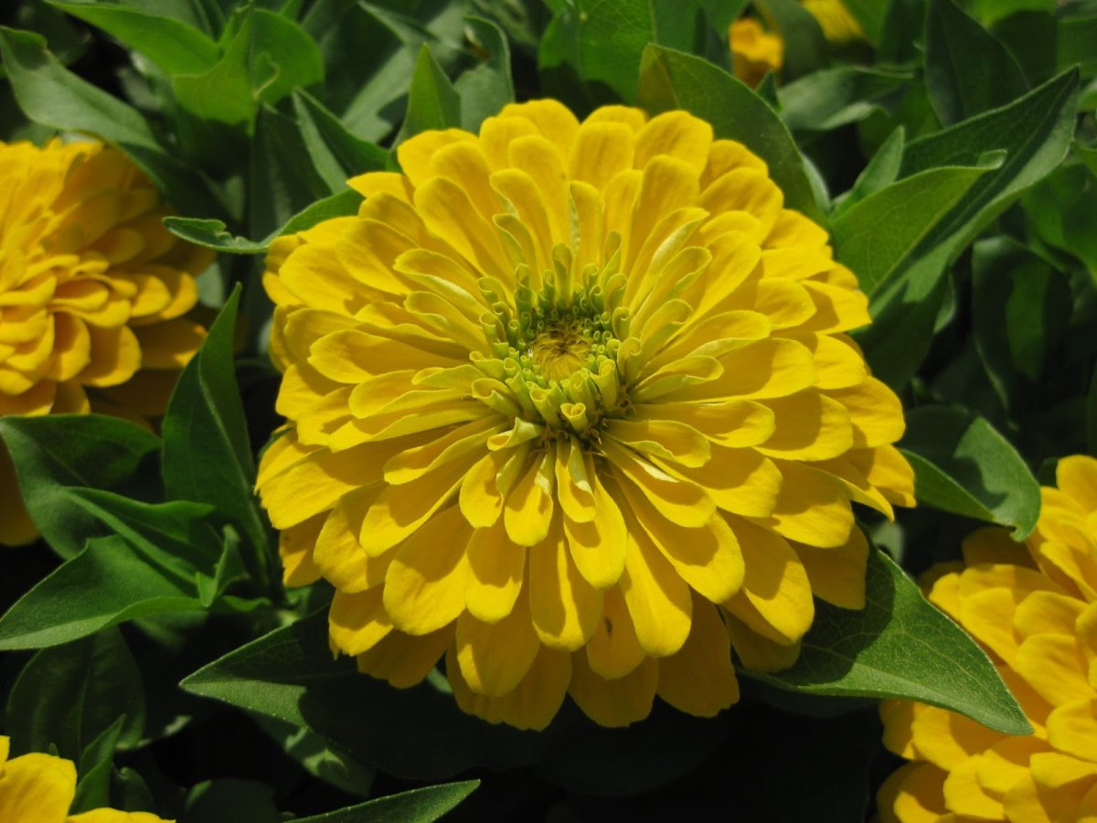 Цинния Дримленд Йеллоу