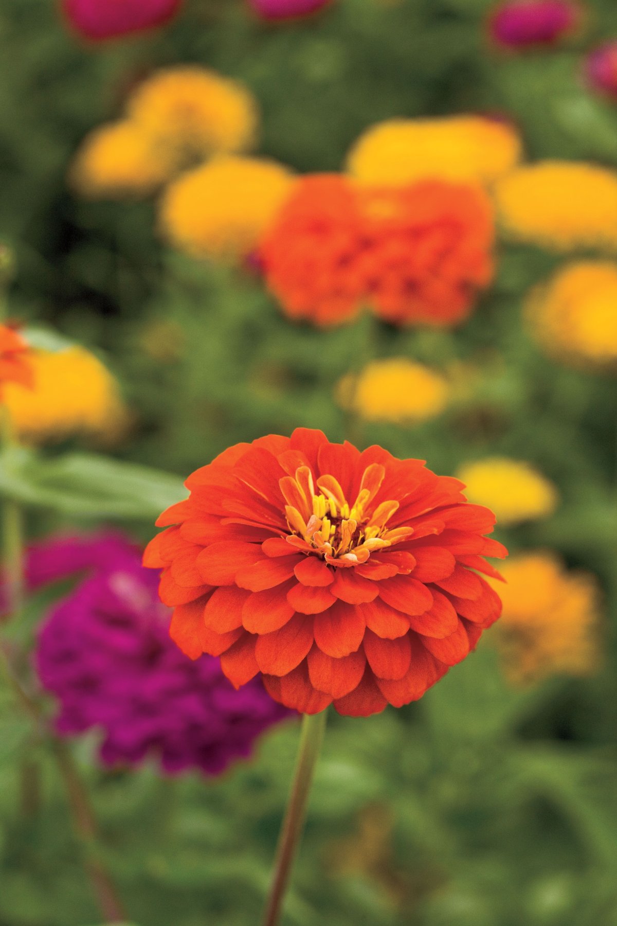 Циния Арабески