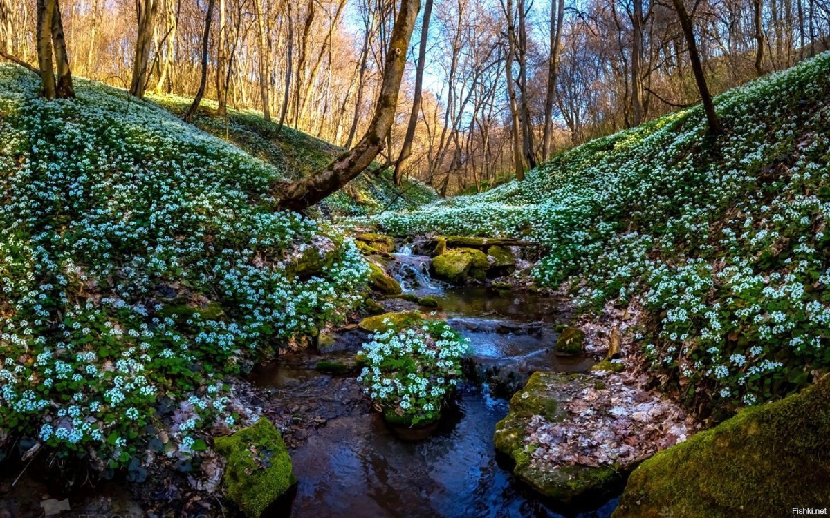 Весна ручьи первоцветы в лесу