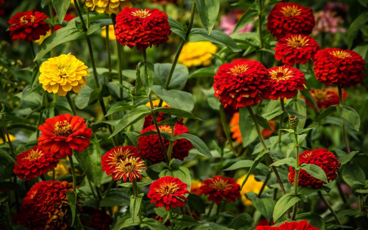 Цинния Анфиса