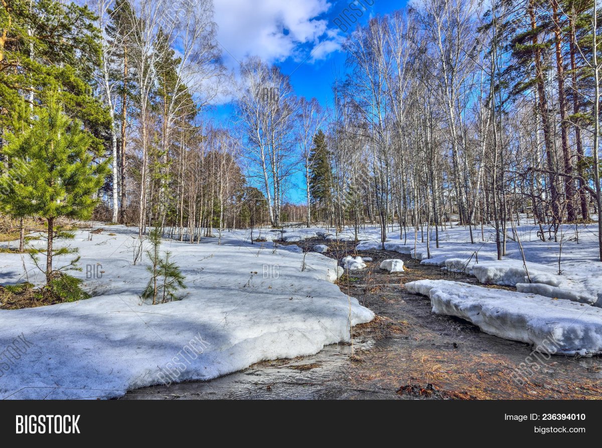 Таяние снега весной в лесу