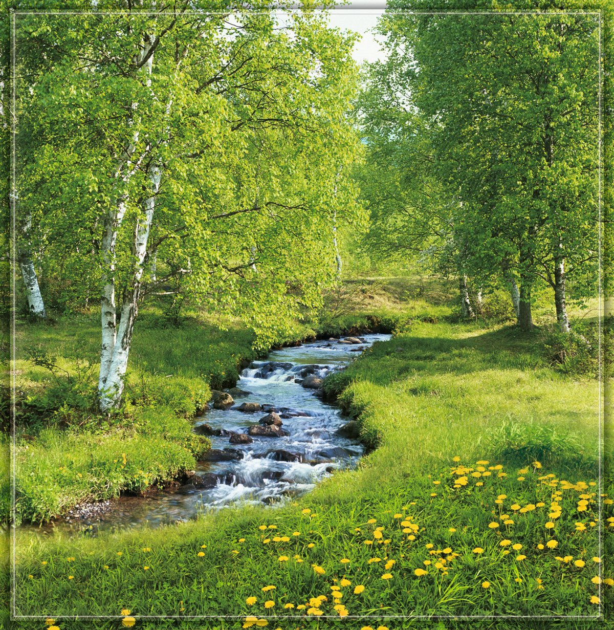 Березовая роща ручей