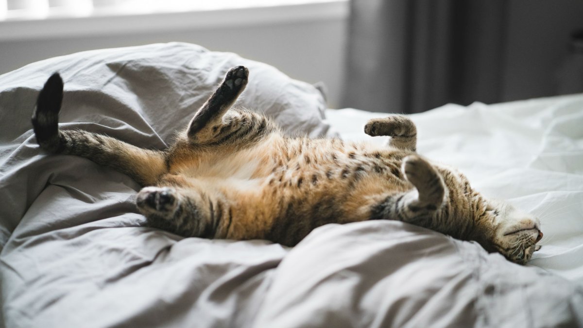 Гомер симпсон лентяй