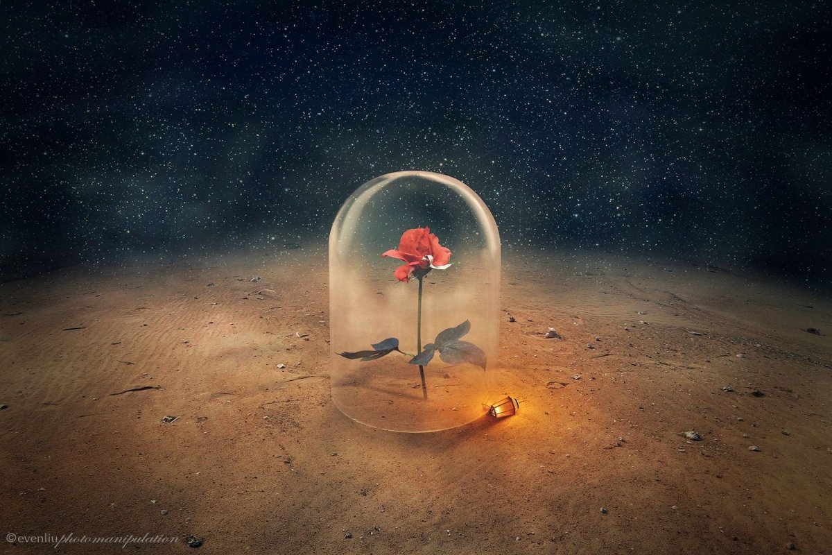 Роза под колпаком из маленького принца