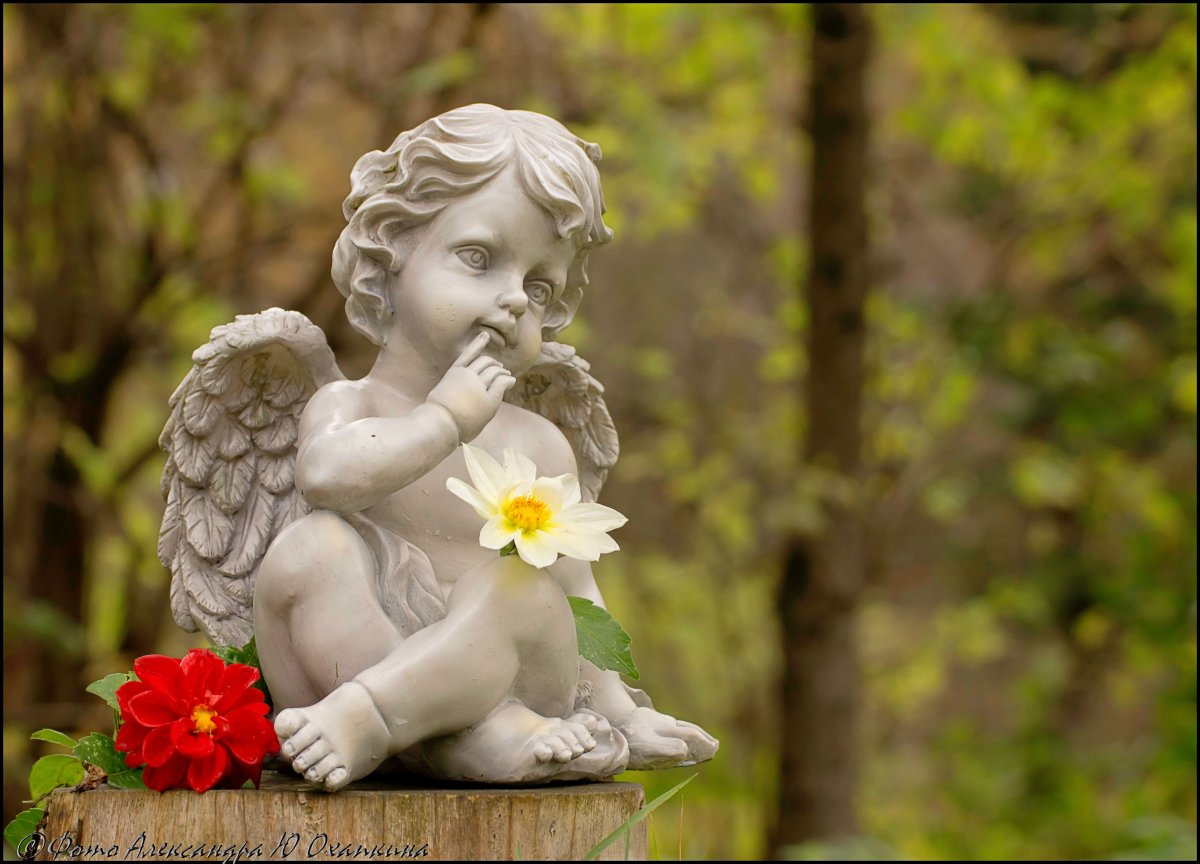 Ангелочек в цвете