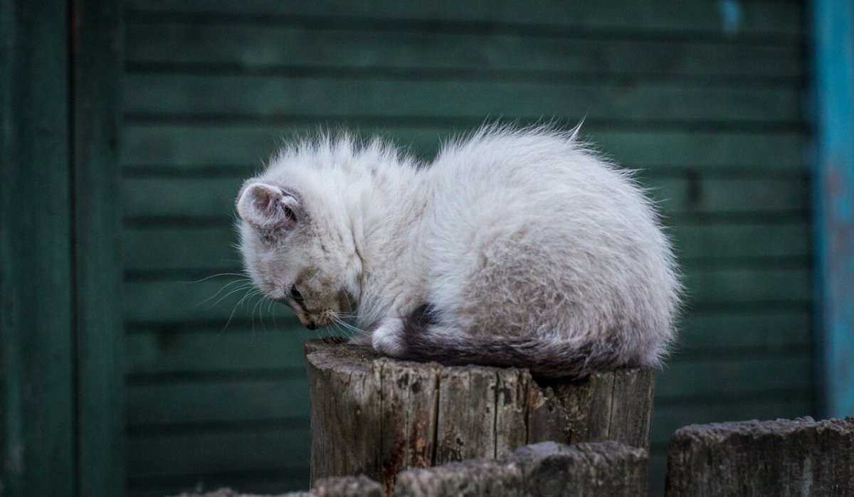 Грустные смешные картинки