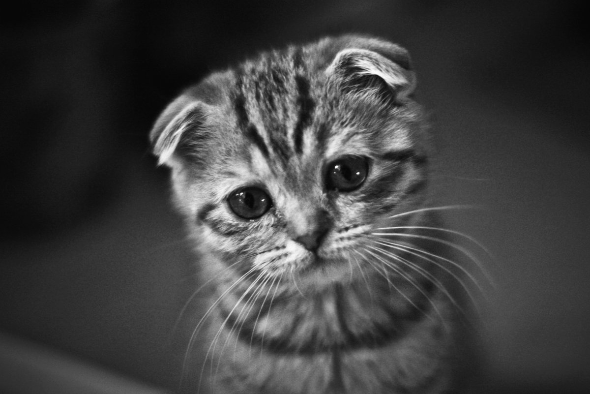 Кот грусть печаль