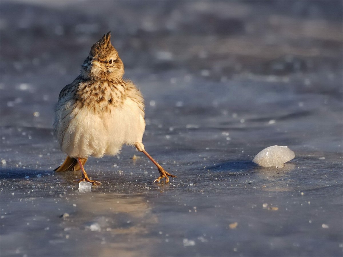 Сильный гололед