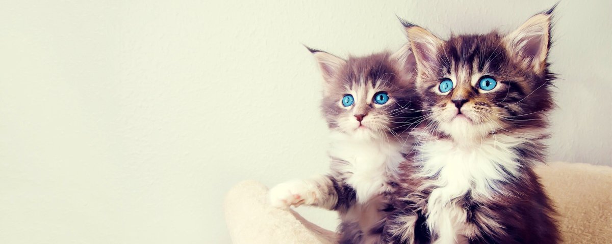 Милая мордашка котика