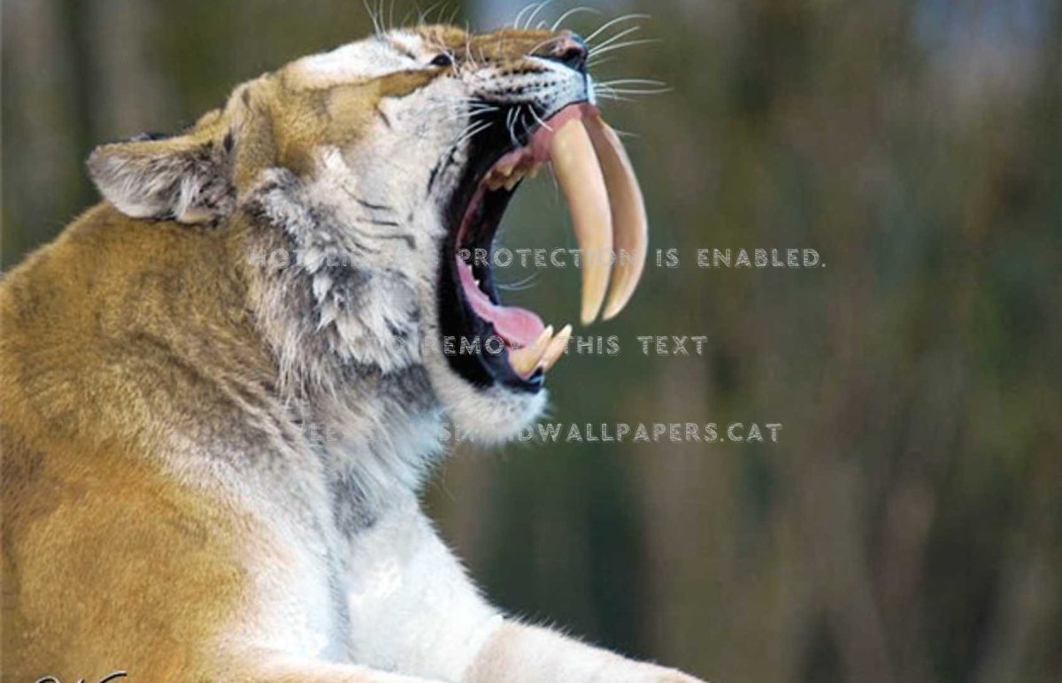 Саблезубый тигр чучело