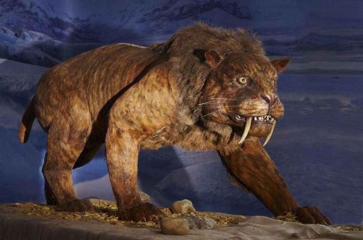 Саблезубый Лев пещерный