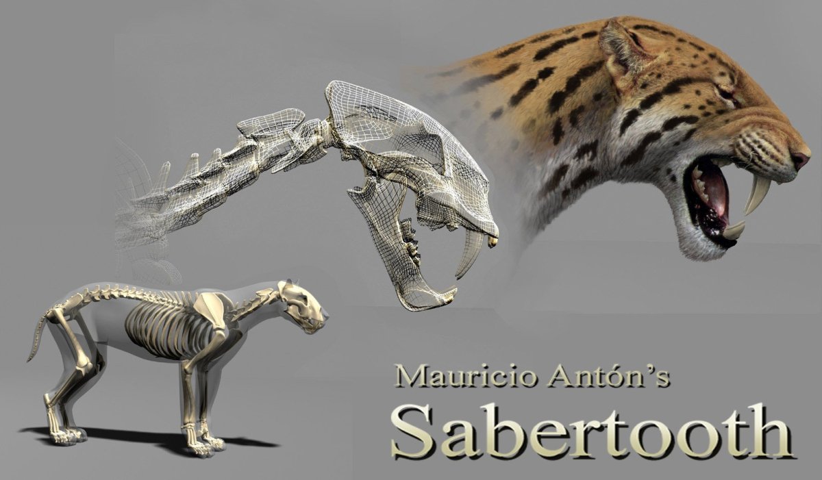 Смилодон анатомия