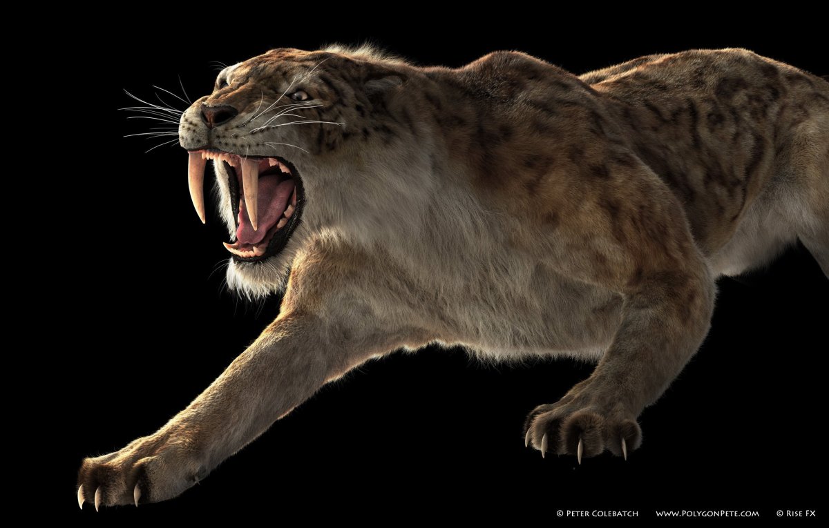 Сибирский Саблезубый тигр