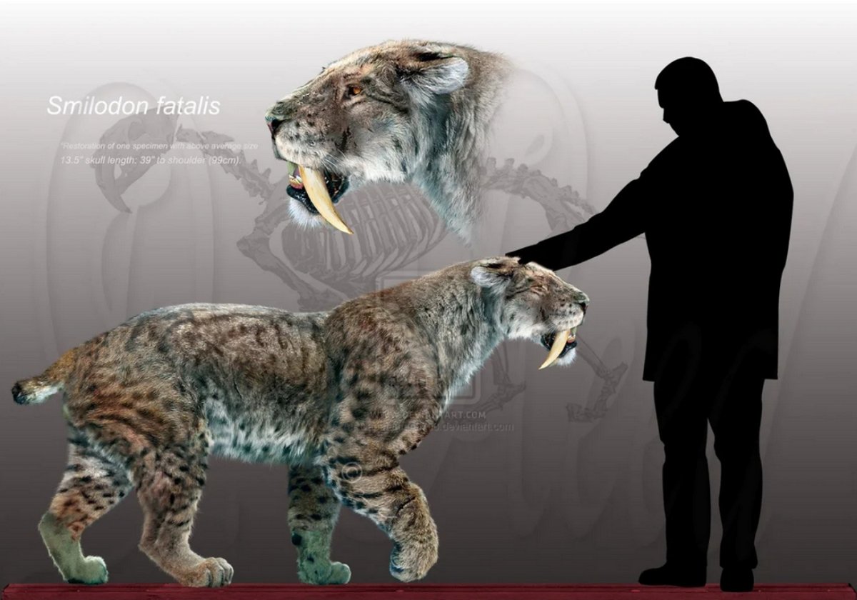 Саблезубый тигр