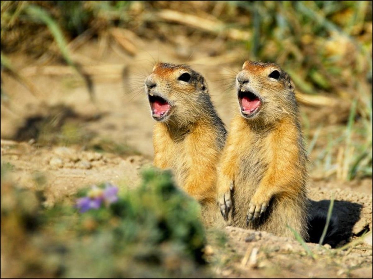 Прикольный суслик