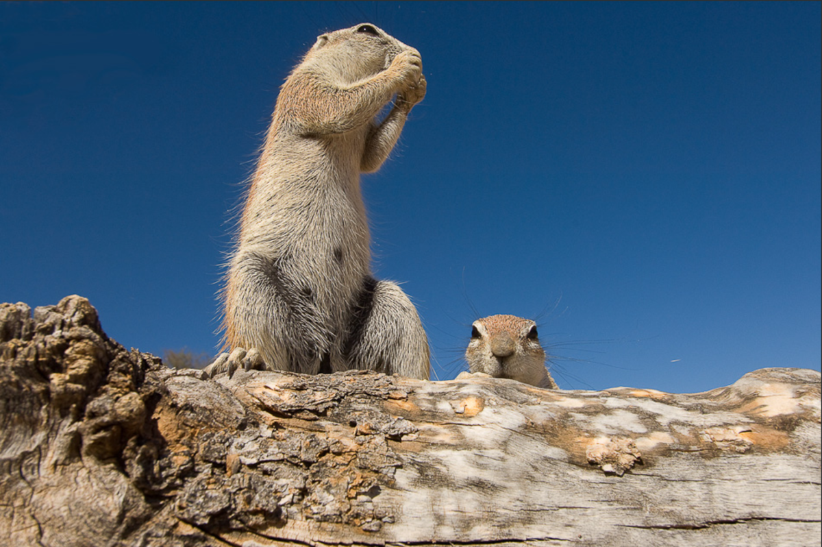 Фото сусликов прикольные