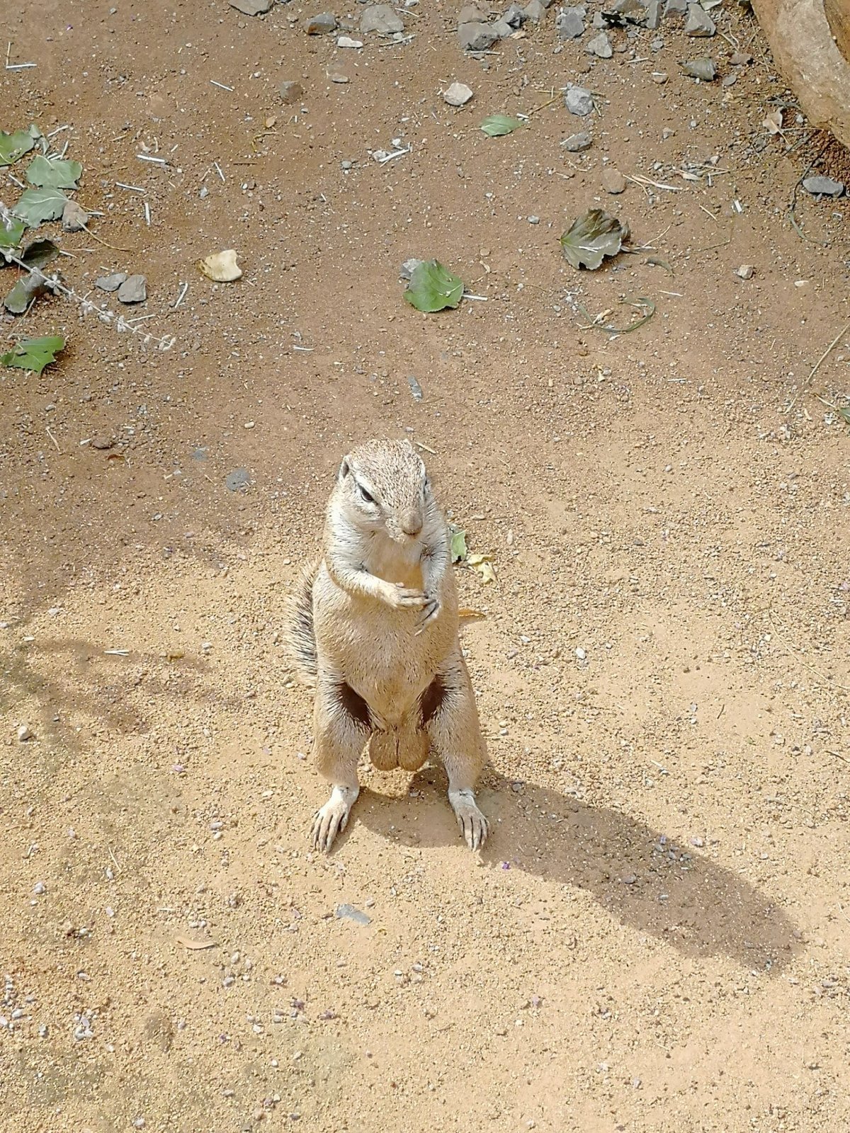 Суслик какает