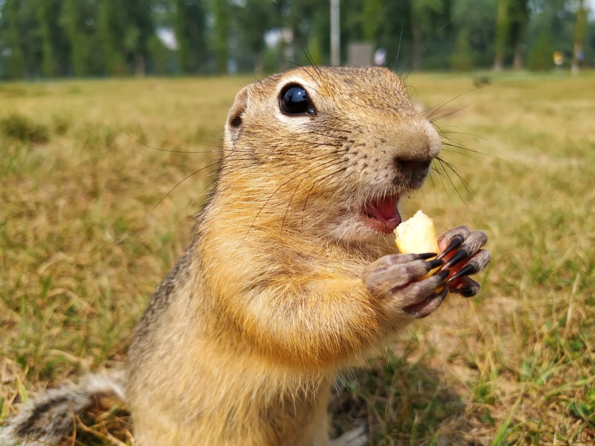 Суслик обыкновенный