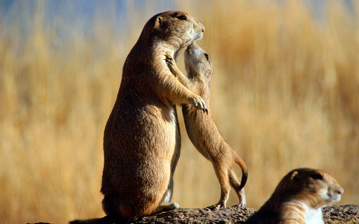 Луговые собачки Cynomys