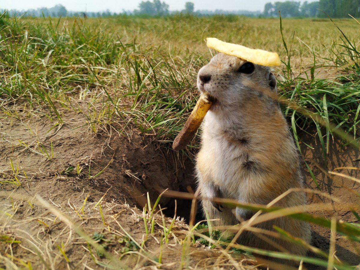 Прикольный суслик