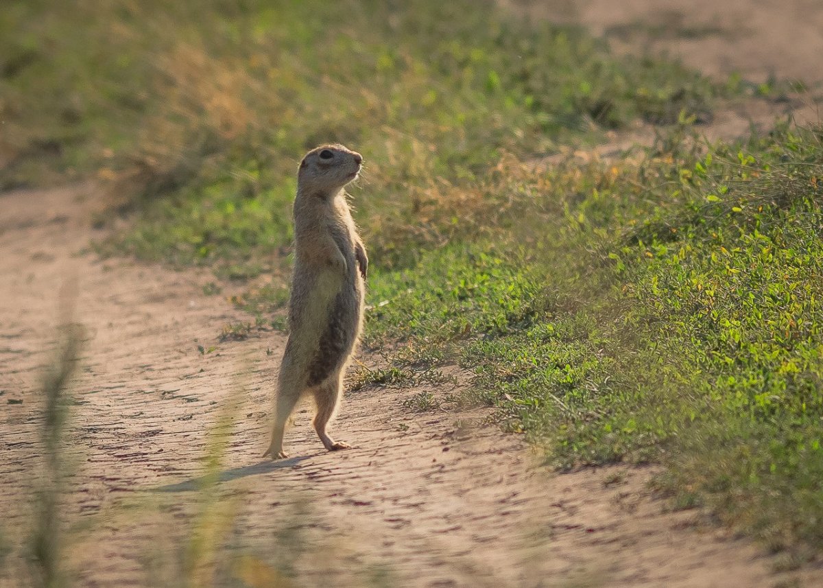 Сурок суслик сурикат