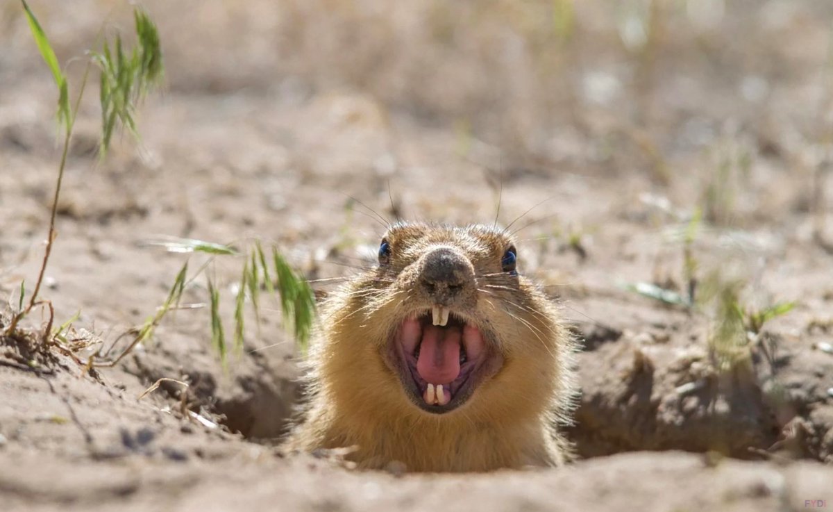 Астраханский Степной суслик