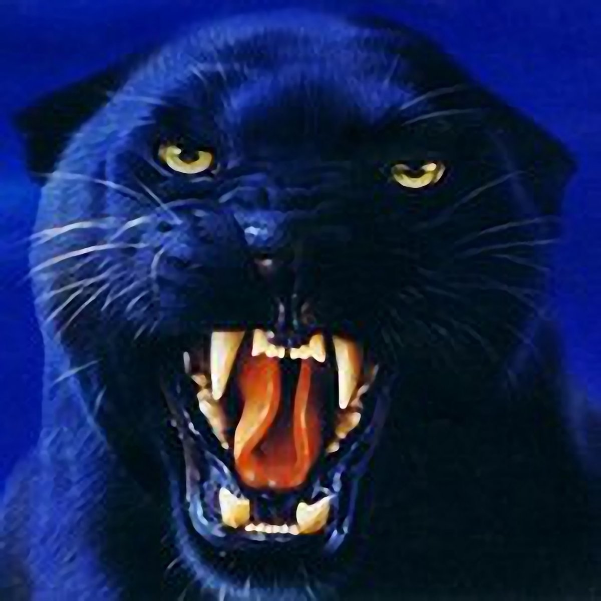 Злая пантера