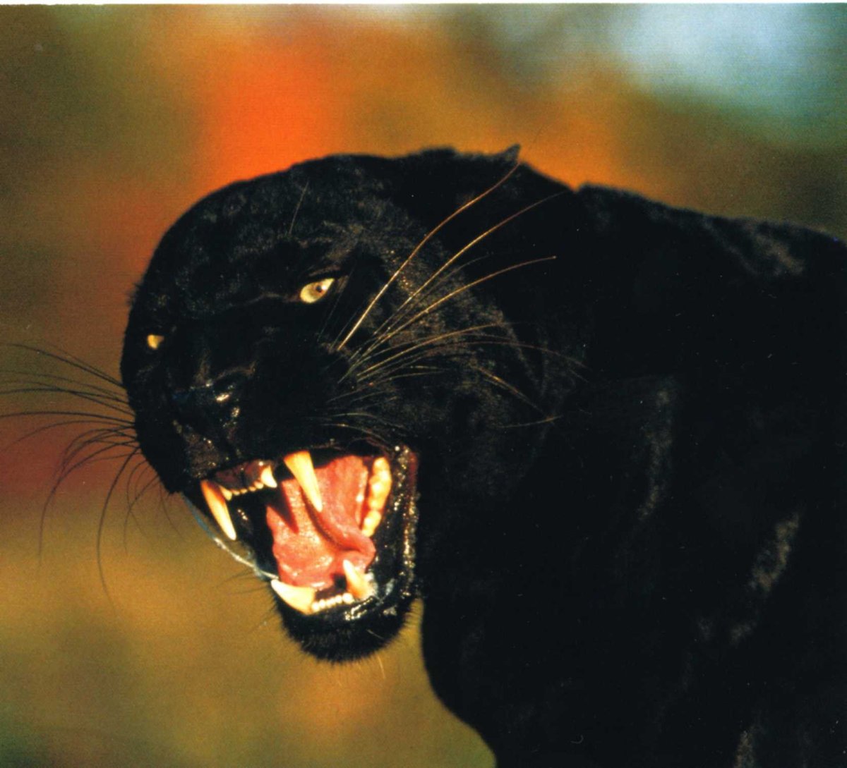 Пантера морда