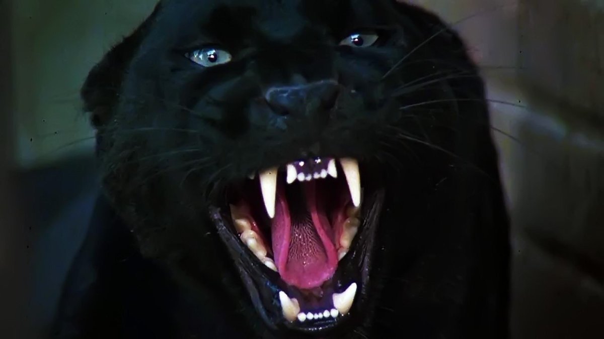 Пантера, оскал пантеры