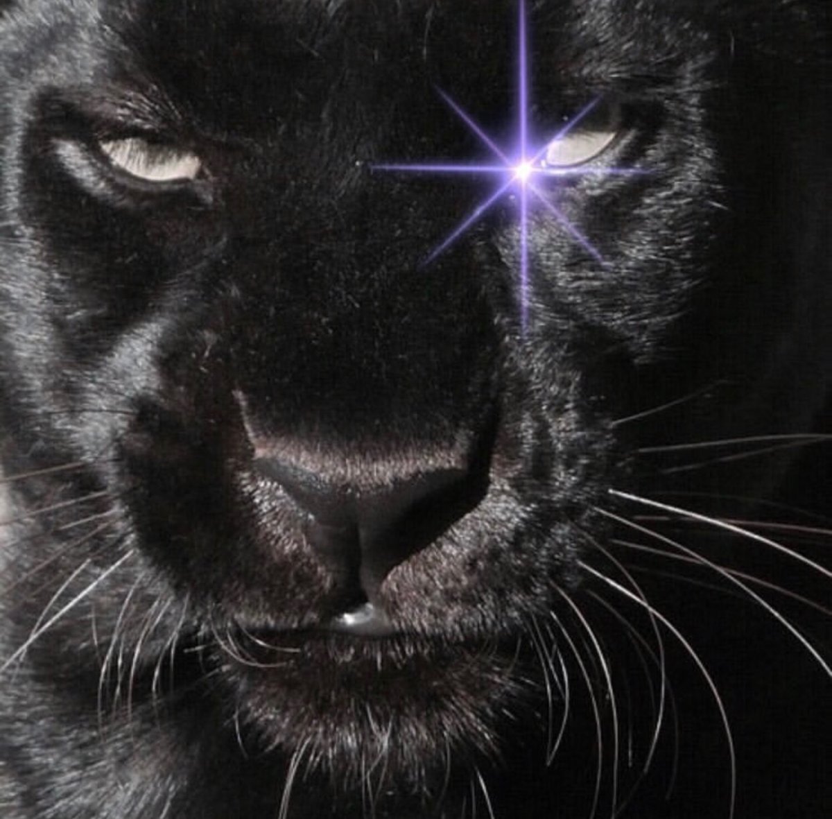 Пантера мистика