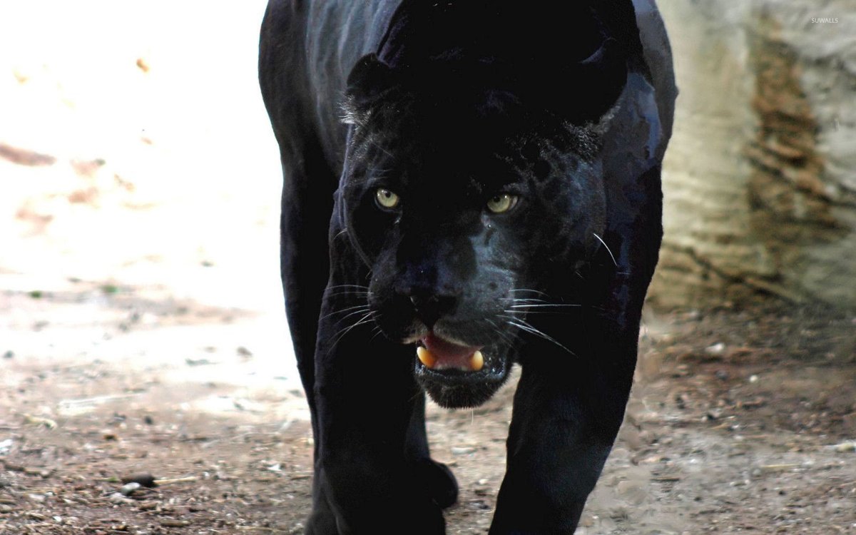 Пантера анфас