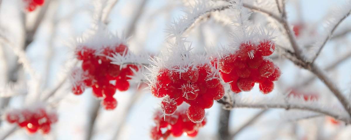 Кот в снегу