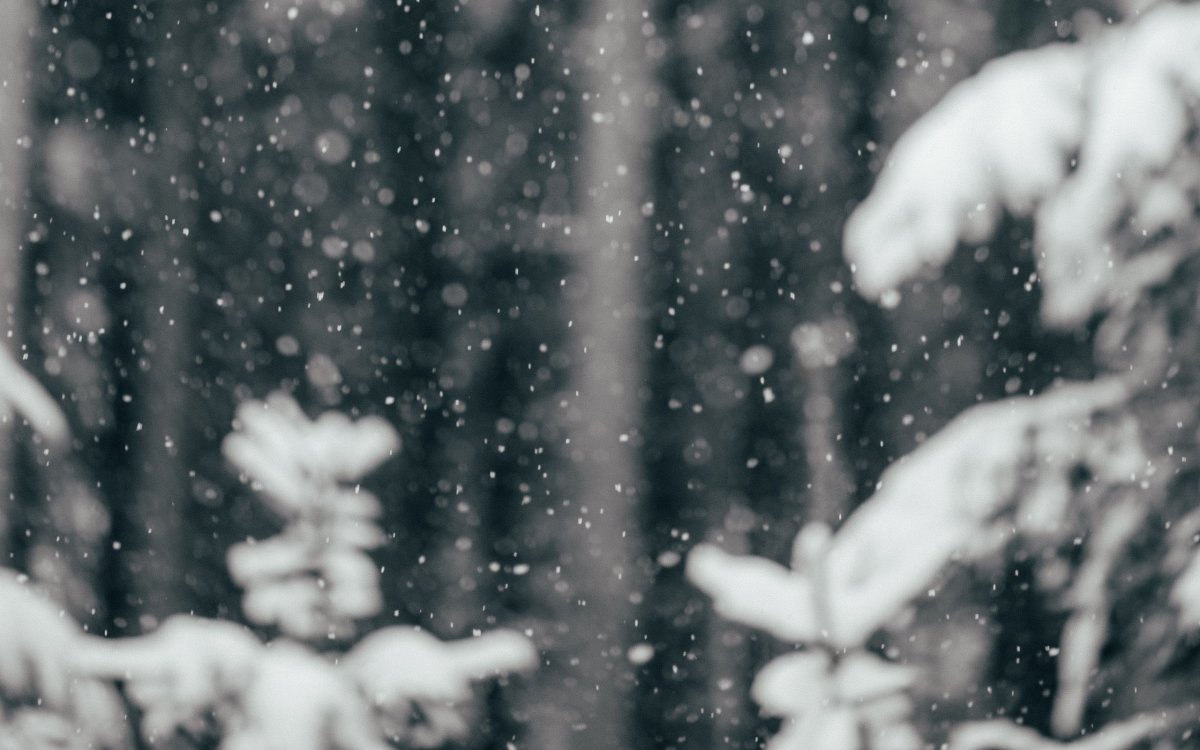 Ягоды в снегу