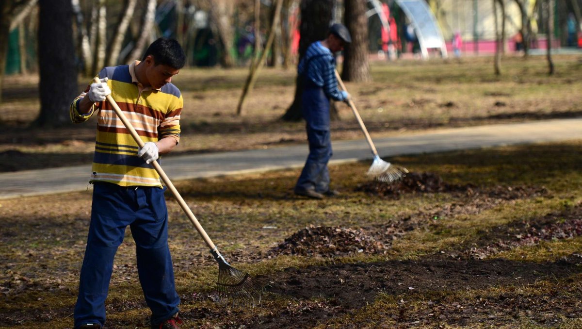 Субботник животные