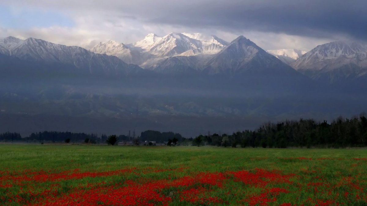 Заилийский Алатау маки
