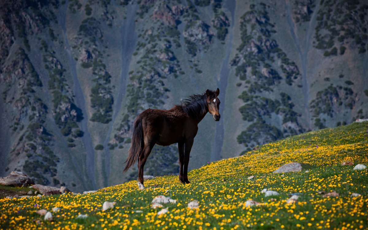 Балкарская порода лошадей Каспар