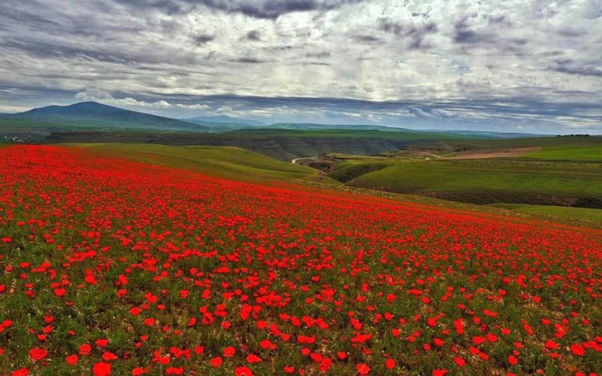 Ферганская Долина Мак