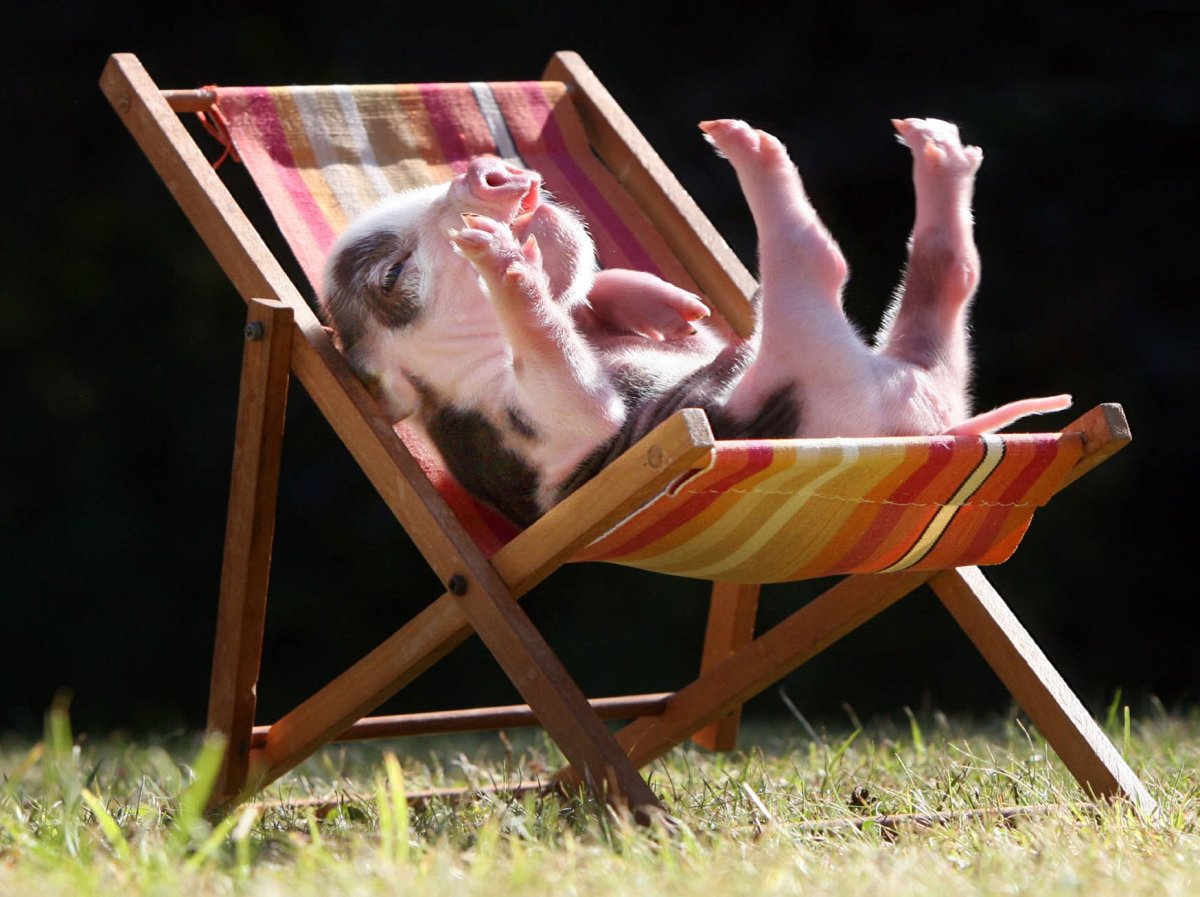 Свинья отдыхает