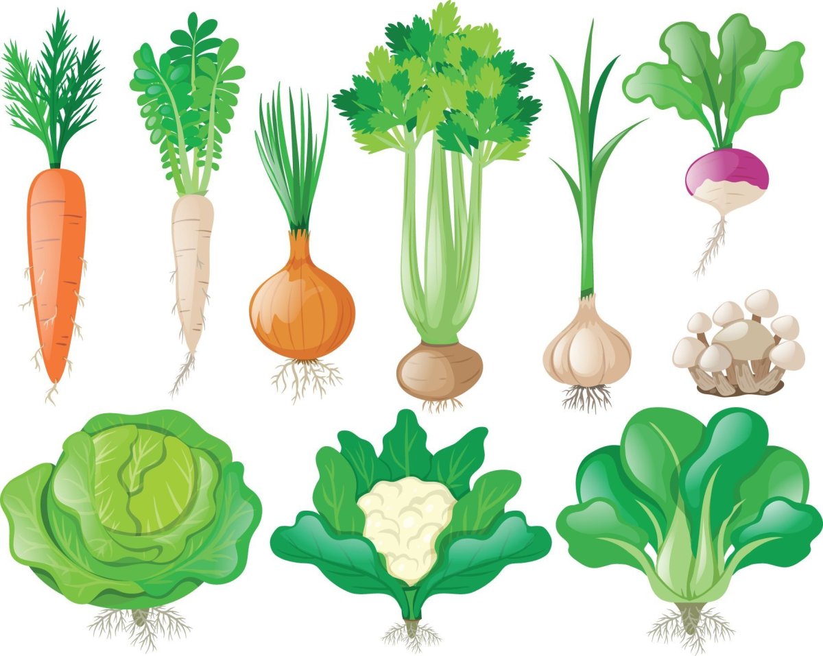 Ботаническая живопись овощи