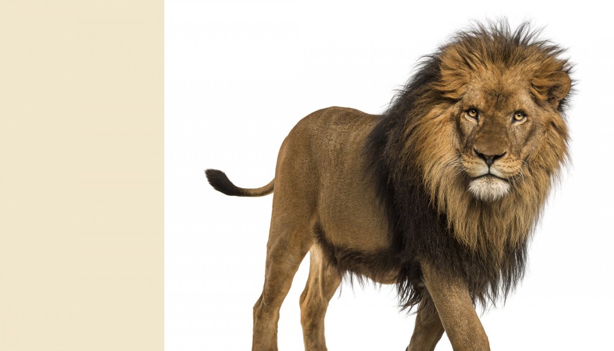 Лев без фона
