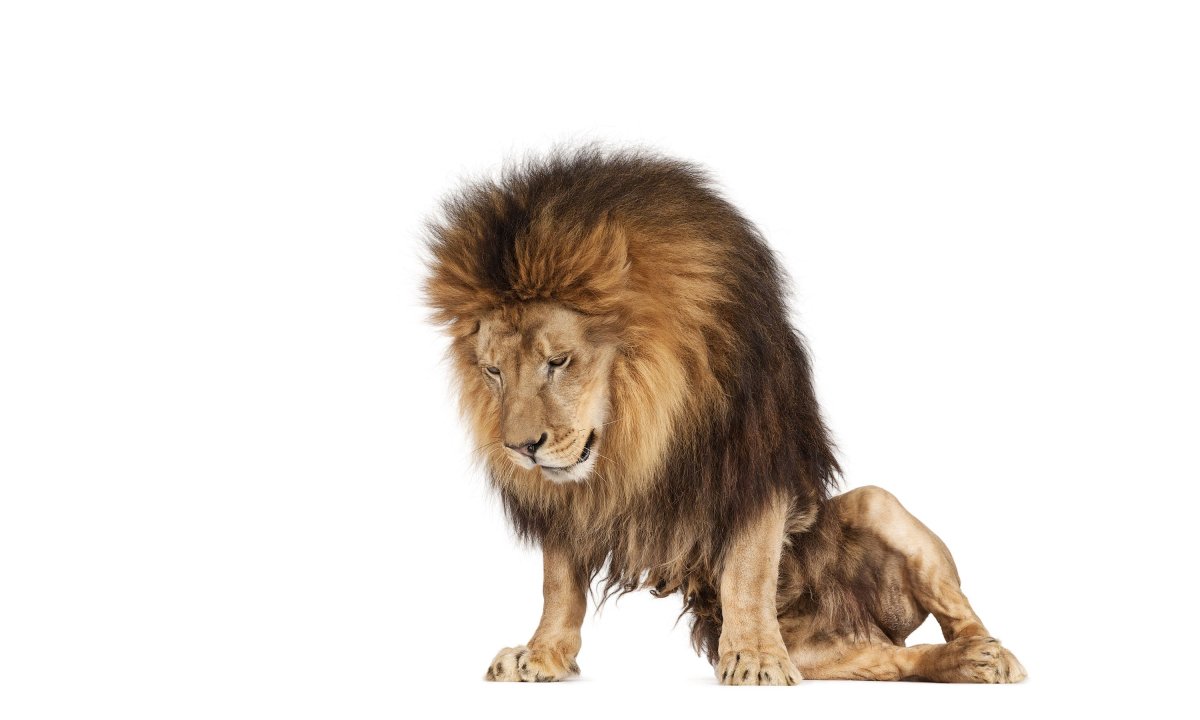 Ребятам о зверятах Лев