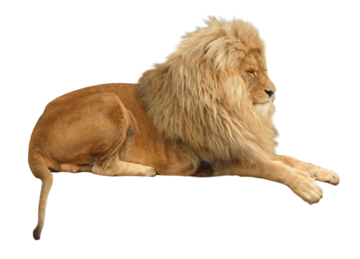 Лев на белом фоне
