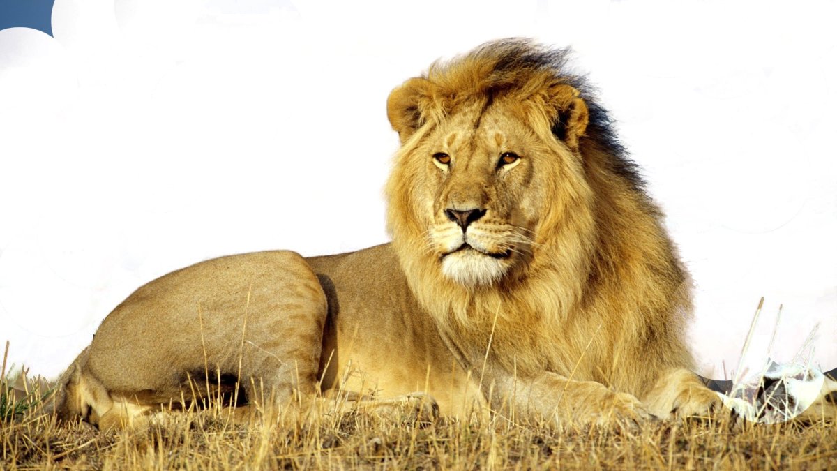 Лев на прозрачном фоне