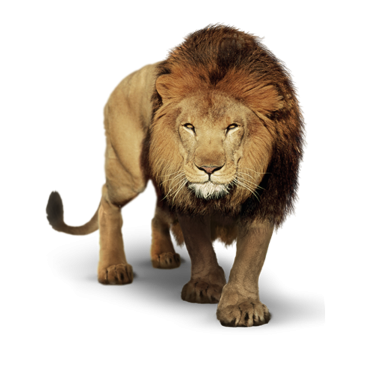 Лев на белом фоне